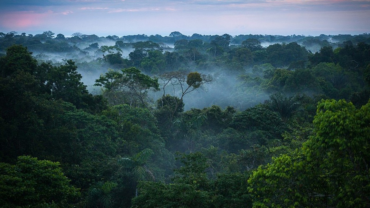 Rừng Amazon thải ra khí quyển nhiều hơn carbon dioxide